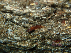 Microlipophrys nigriceps