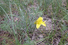 Cymbaria daurica