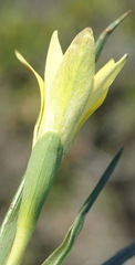 Romulea flava flava