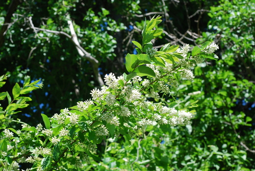 Ligustrum obtusifolium