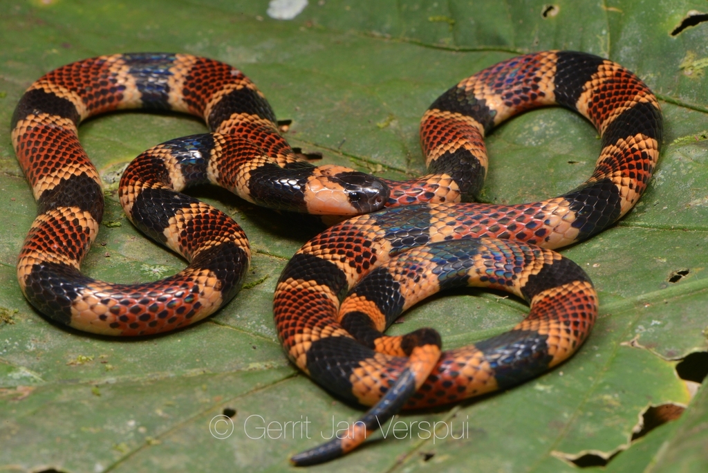 Allen's Coral Snake