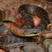 Fire-bellied Snake - Photo (c) Gert Jan Verspui, some rights reserved (CC BY-NC), uploaded by Gert Jan Verspui