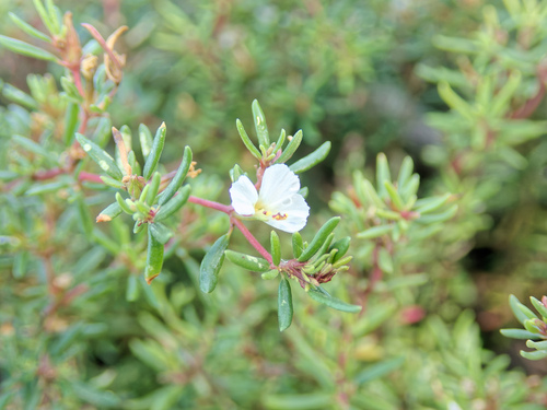 Frankenia ericifolia (Frankenia ericifolia)
