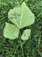 Erythrina variegata orientalis