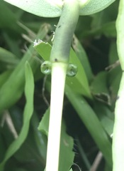 Erythrina variegata orientalis