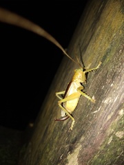 Eugryllacris cylindrigera