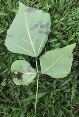 Erythrina variegata orientalis