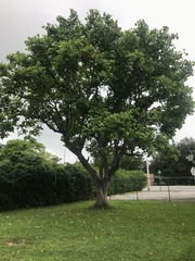 Erythrina variegata orientalis