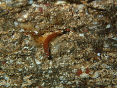 Microlipophrys nigriceps