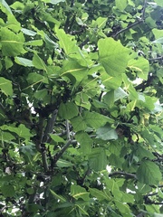 Erythrina variegata orientalis