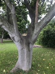 Erythrina variegata orientalis
