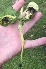 Erythrina variegata orientalis