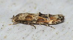 Mompha stellella