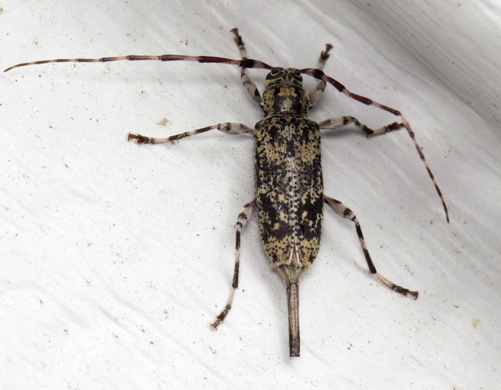 Banded Graphisurus