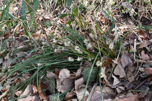 Carex conica iNat (2)