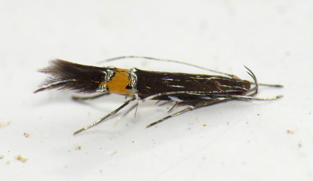 Cosmopterix lespedezae