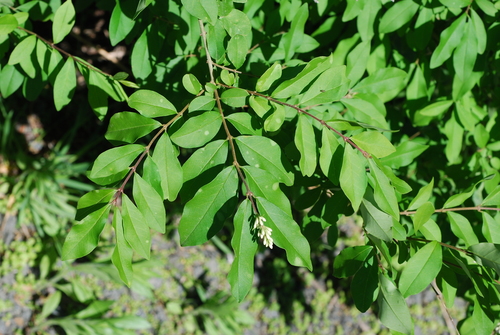 Ligustrum obtusifolium