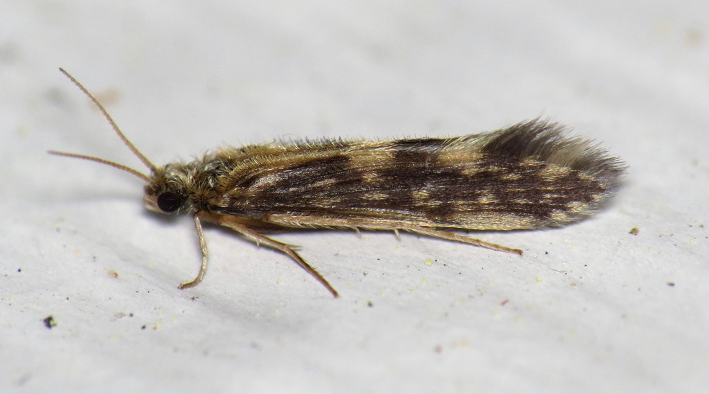 Salt And Pepper Microcaddisfly