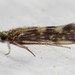 Salt and Pepper Microcaddisfly - Photo (c) Nick Block, some rights reserved (CC BY), uploaded by Nick Block