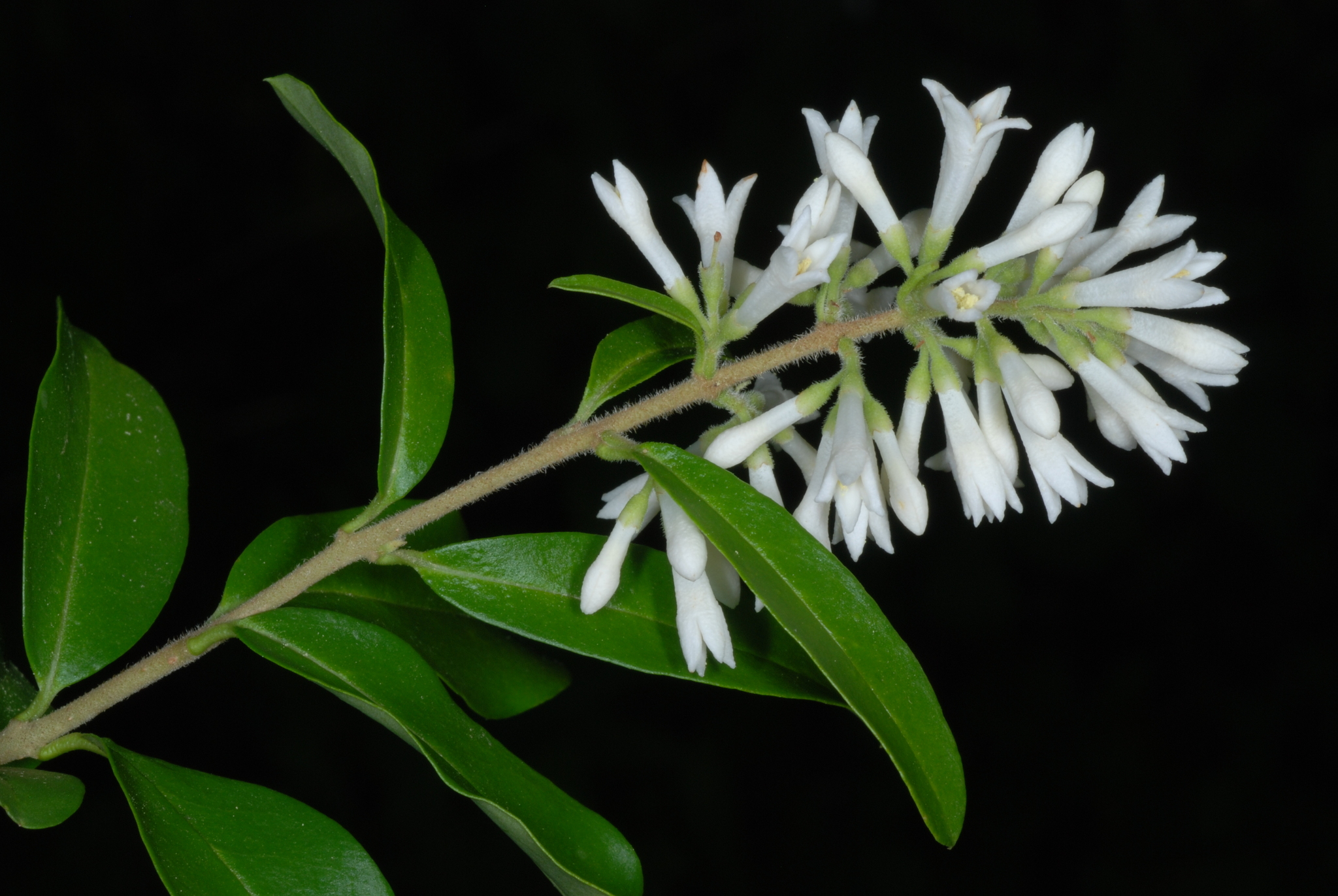 Ligustrum obtusifolium