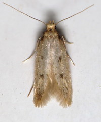 Carolana ascriptella