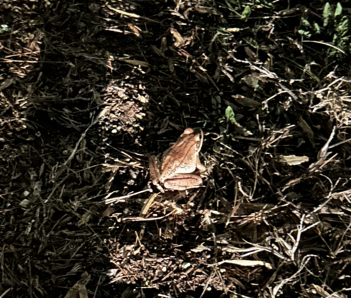 Wood Frog