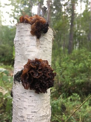 Phaeotremella foliacea