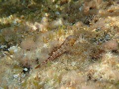 Microlipophrys canevae