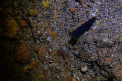 Neocaridina ketagalan