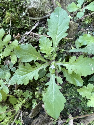 Mazus goodeniifolius iNat (3)