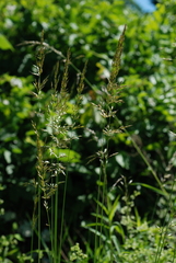 Arrhenatherum elatius elatius