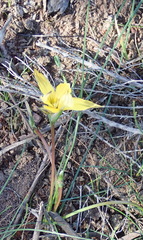 Romulea luteoflora