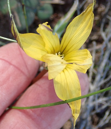 Romulea luteiflora