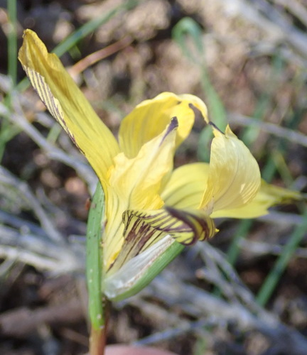 Romulea luteiflora
