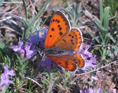 Lycaena violacea