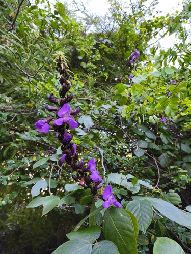 Foto de Feijão-de-macaco