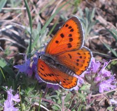 Lycaena violacea