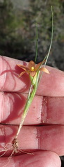 Romulea setifolia setifolia