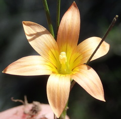 Romulea setifolia setifolia