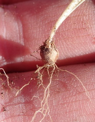 Romulea setifolia setifolia