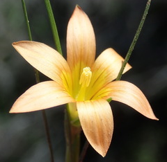 Romulea setifolia setifolia