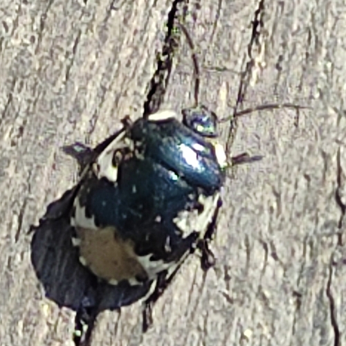 Pied shield bug, 3513 EV Utrecht, Nederland, photo 8 of 10