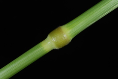 Arrhenatherum elatius elatius