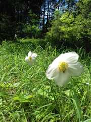 Anemonastrum villosissimum