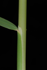 Arrhenatherum elatius elatius