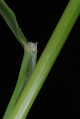 Arrhenatherum elatius elatius