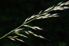 Arrhenatherum elatius elatius