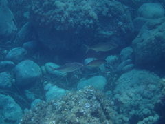 Seriola dumerili