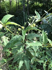 Asteraceae