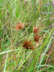 Rhynchospora macrostachya